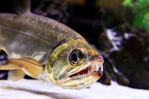 29 Vampire Fish Facts: Meet Amazon’s Payara (Hydrolycus .